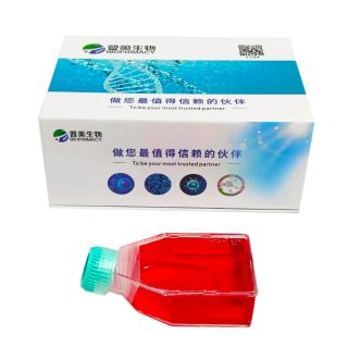 HEY-A8 （人卵巢癌細胞)